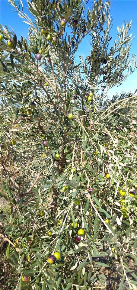 SHITET & KËMBEHET + 300 ULLINJ 12 VJEÇAR