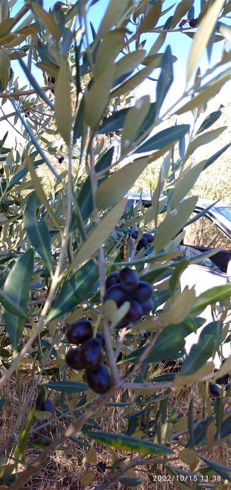 SHITET & KËMBEHET + 300 ULLINJ 12 VJEÇAR