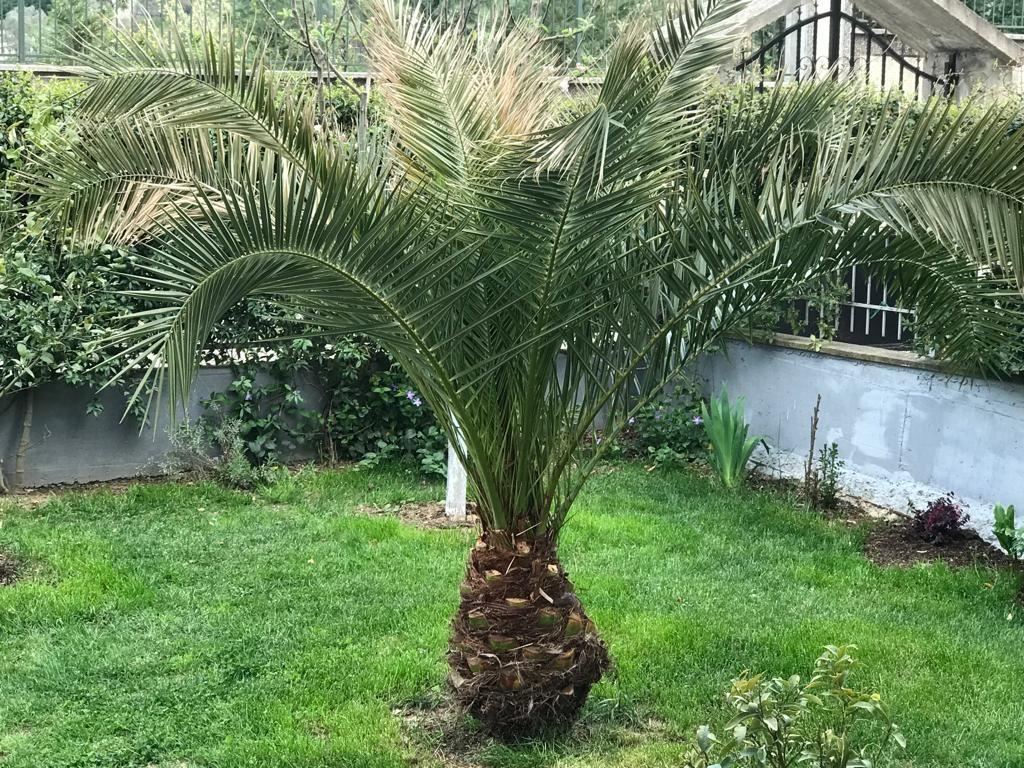 Vile me qira, Mjull Bathore (Acacia Hills)