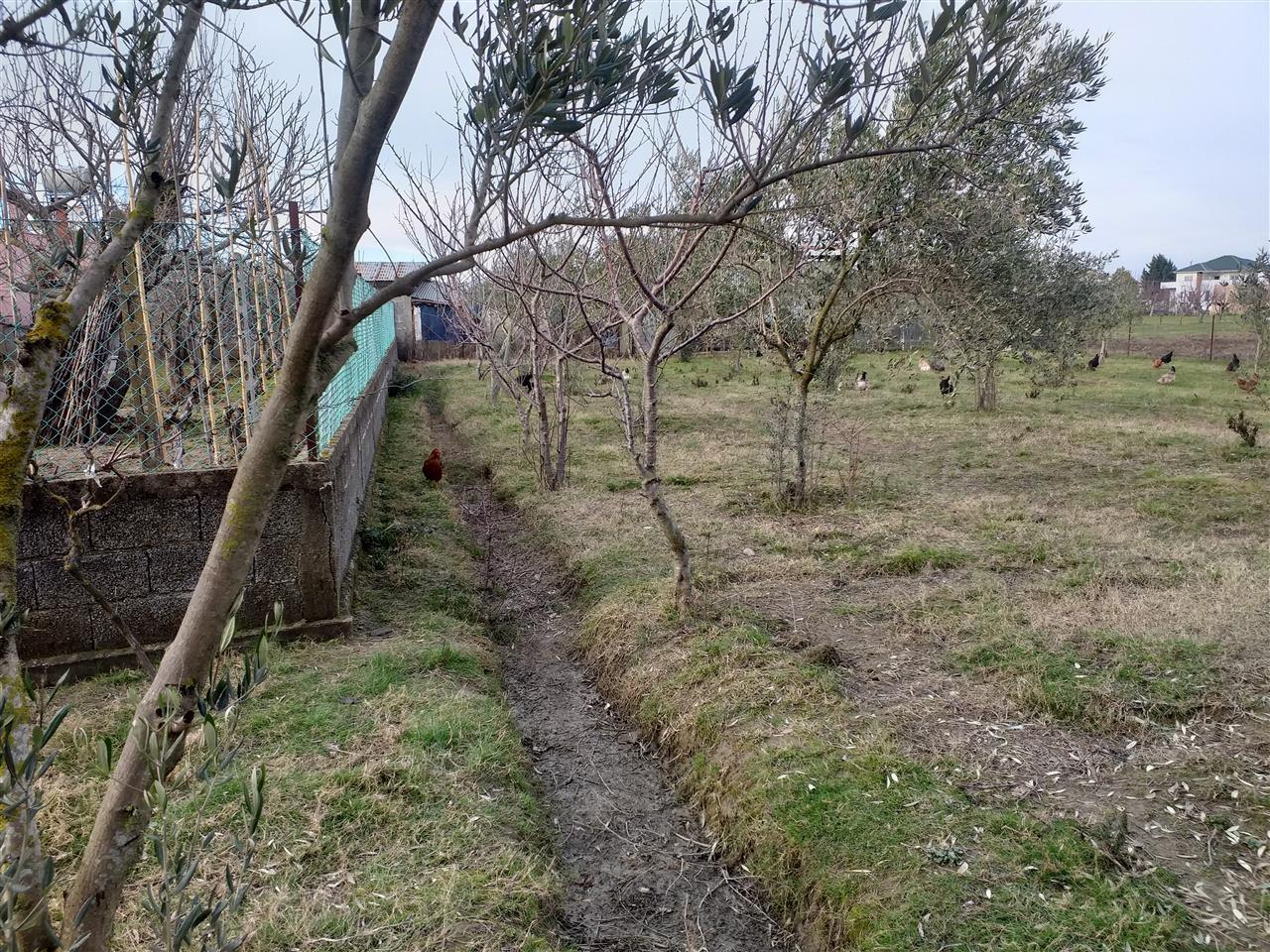 Shitet toke + shtepi e vjeter SHIJAK PJEZ okazioooooon