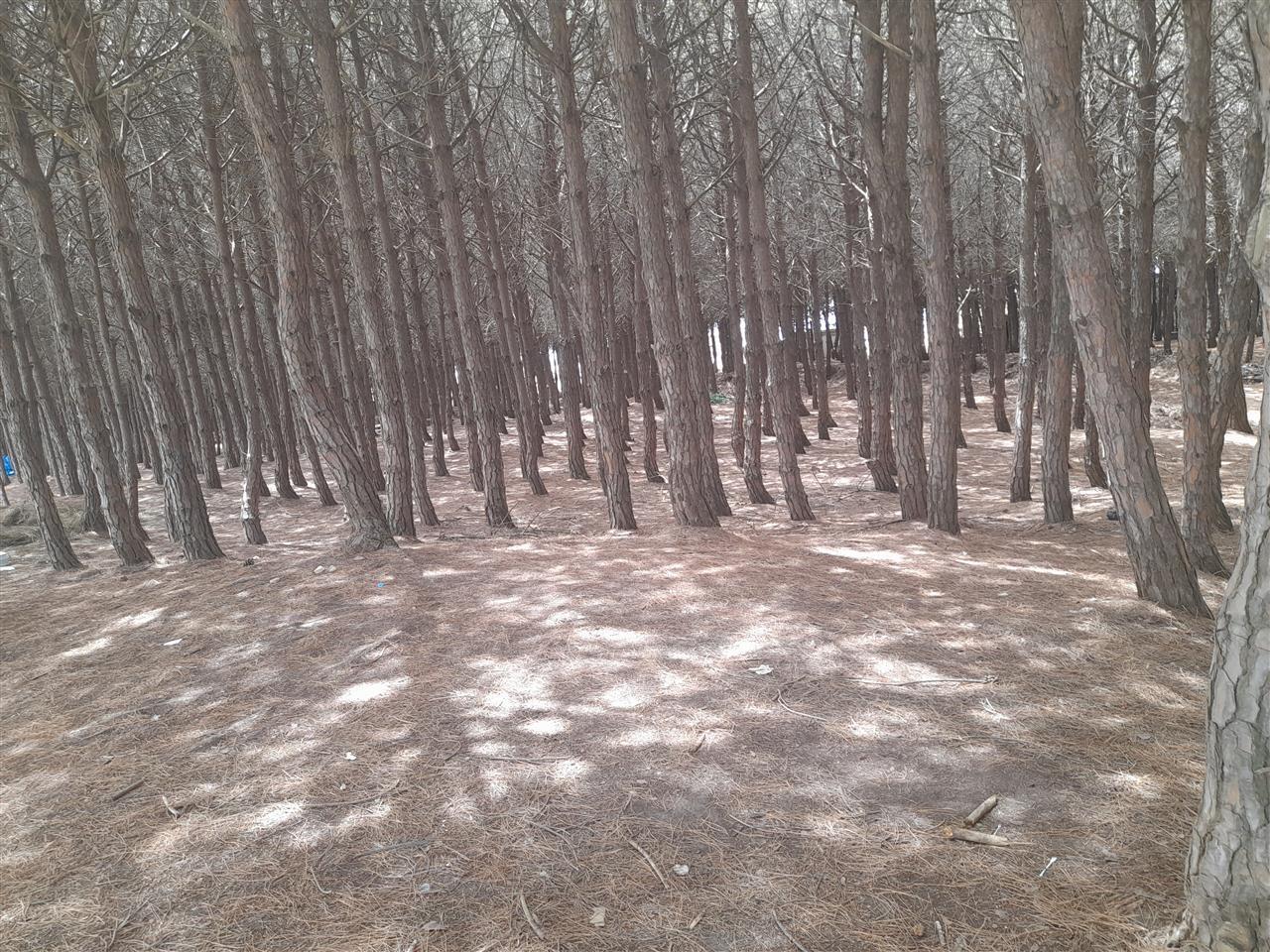 Shitet toke ne pisha ne spille