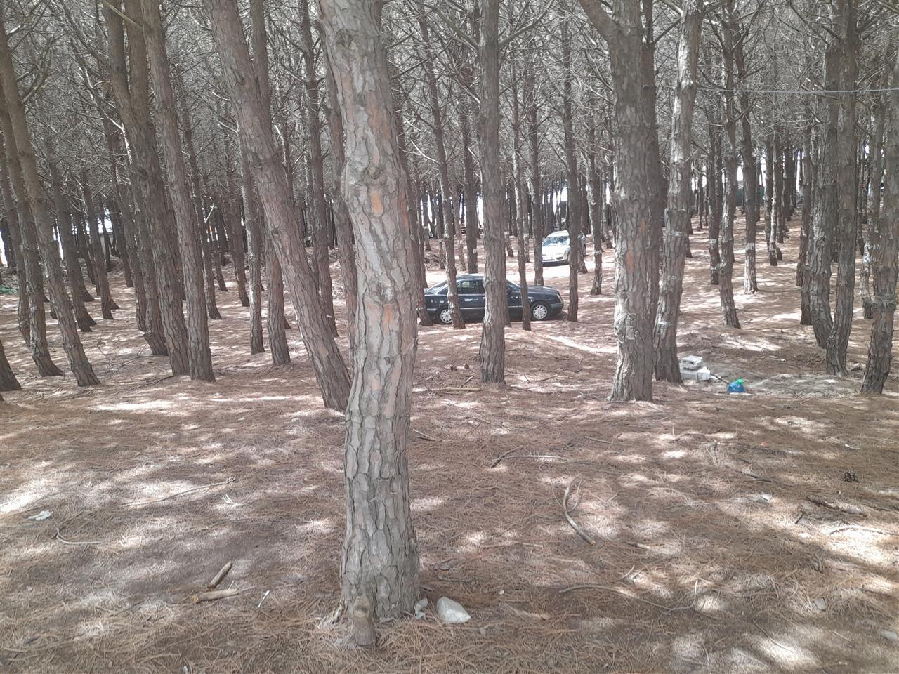 Shitet toke ne pisha ne spille