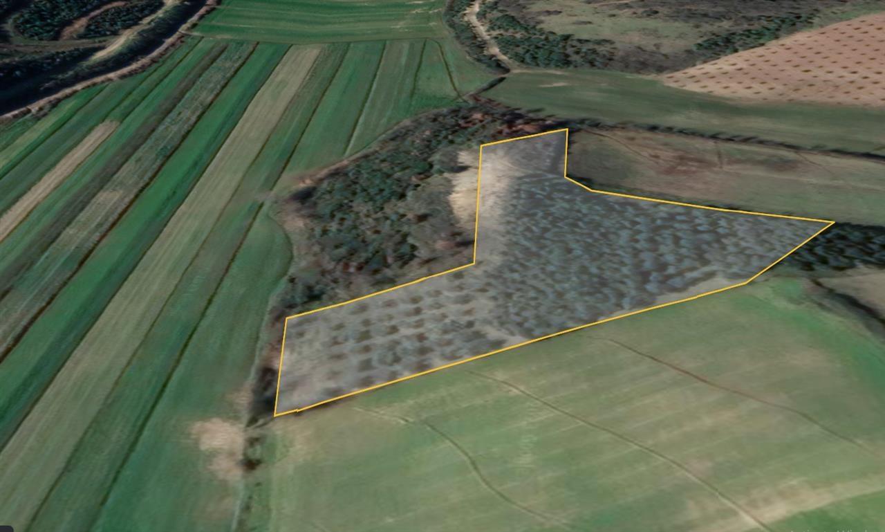 Ullishte ne Patk Milot (2 km nga deti Spille)me 230 rrenje.