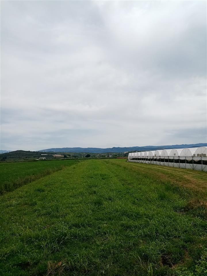 SHITET TOKA KUCOVE (KOZARE)