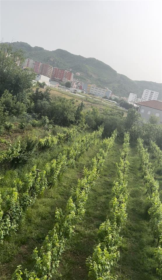 ‼️‼️shitet prona ne vore tek kastrati i madh ‼️‼️