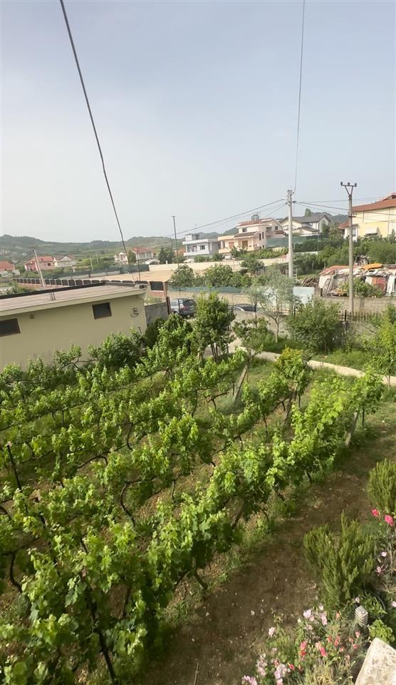 ‼️‼️shitet prona ne vore tek kastrati i madh ‼️‼️