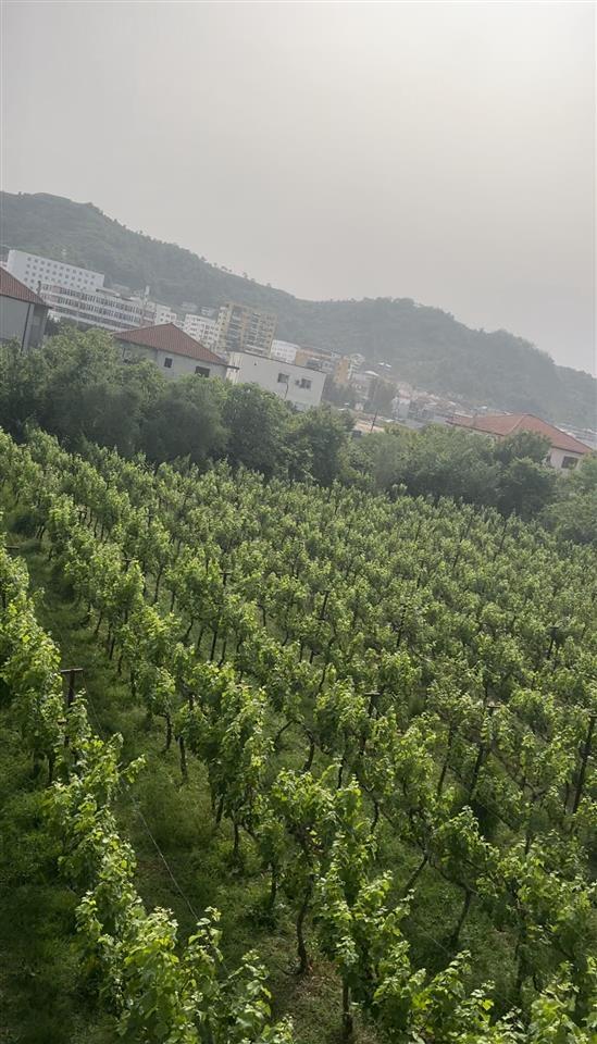 ‼️‼️shitet prona ne vore tek kastrati i madh ‼️‼️