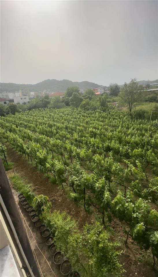 ‼️‼️shitet prona ne vore tek kastrati i madh ‼️‼️