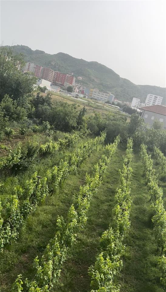 shitet toka me cmim okazion ne vore