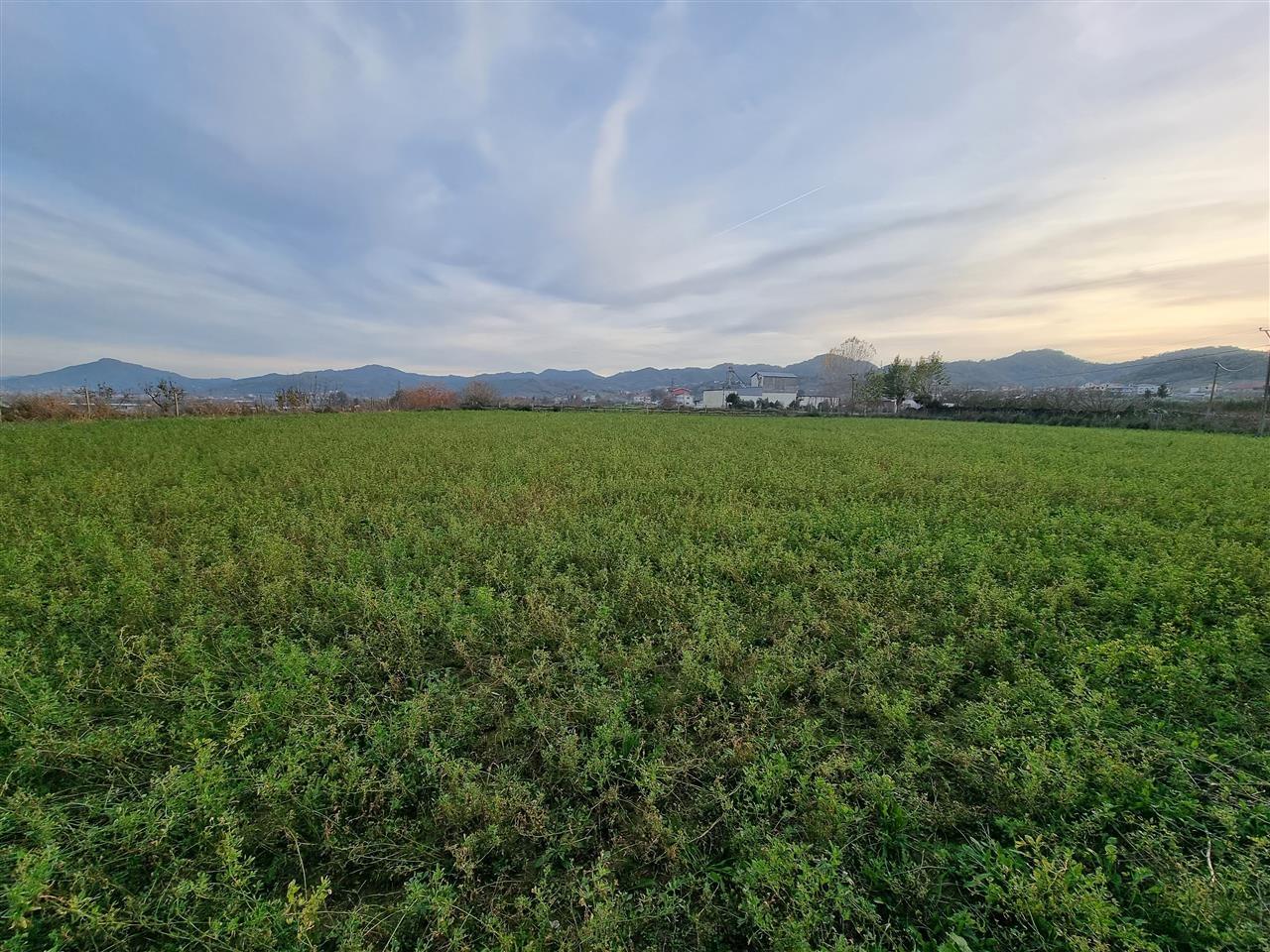 Romanat/Durres. Shitet ose Nderrohet