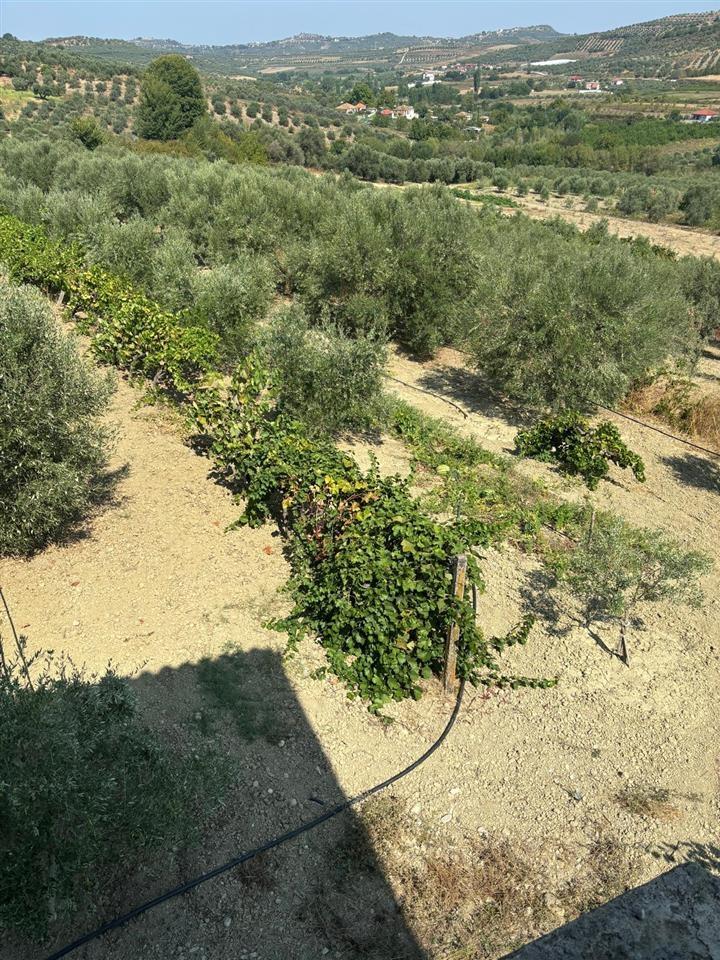 Shitet vil ne fshatin Vlosh Fier