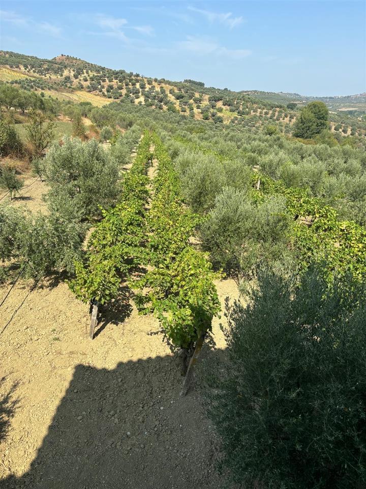 Shitet vil ne fshatin Vlosh Fier