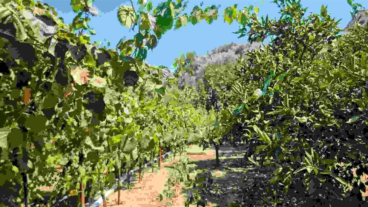 Shitet shtëpi private bashke me tokè rrethuese.