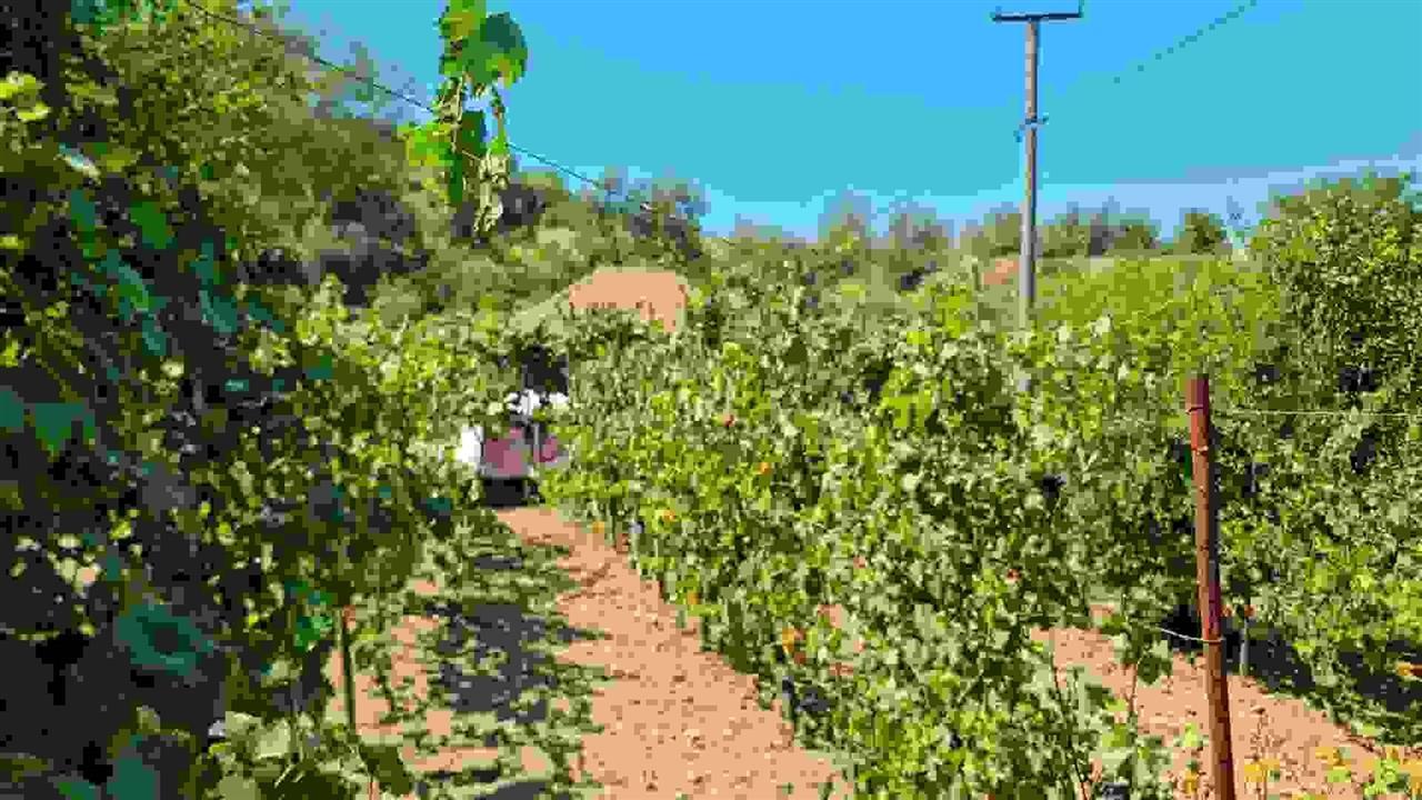 Shitet shtëpi private bashke me tokè rrethuese.