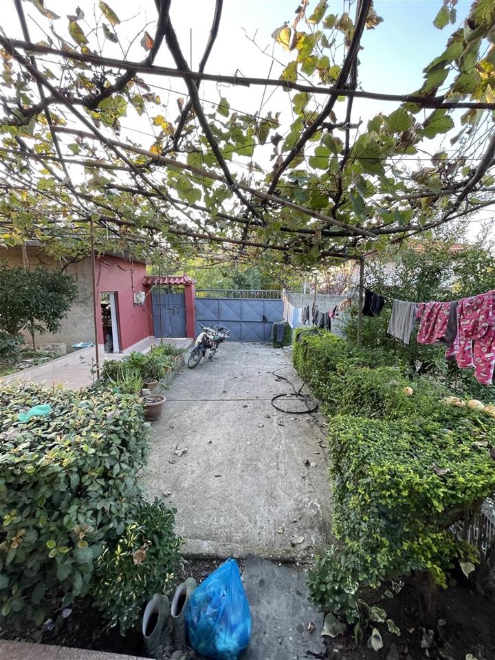 Vile 2 kateshe Patos