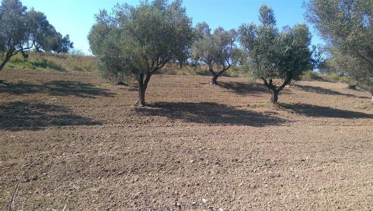 Truaje ullishte me sip te ndryshme