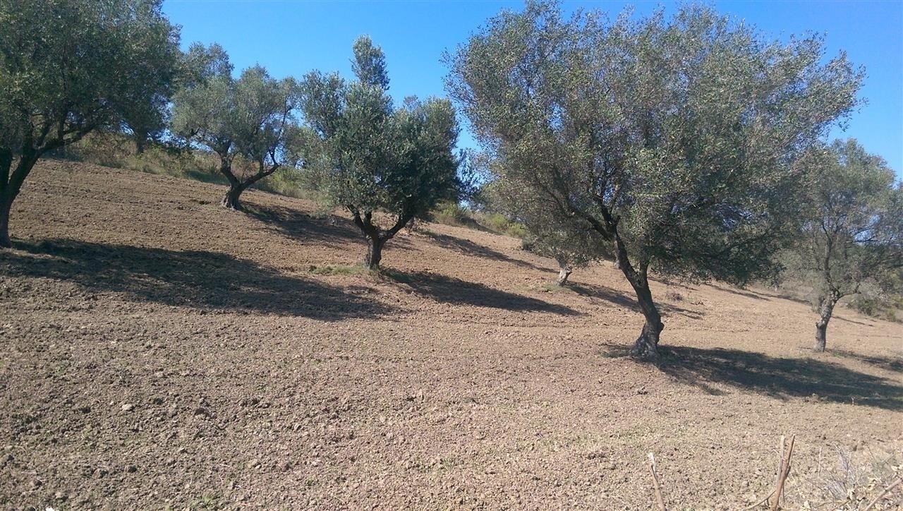 Truaje ullishte me sip te ndryshme