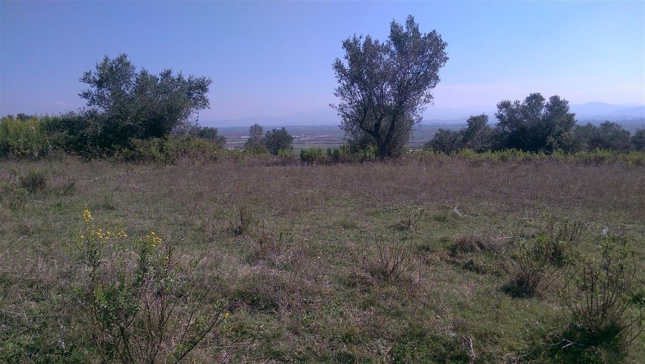 Truaje ullishte me sip te ndryshme