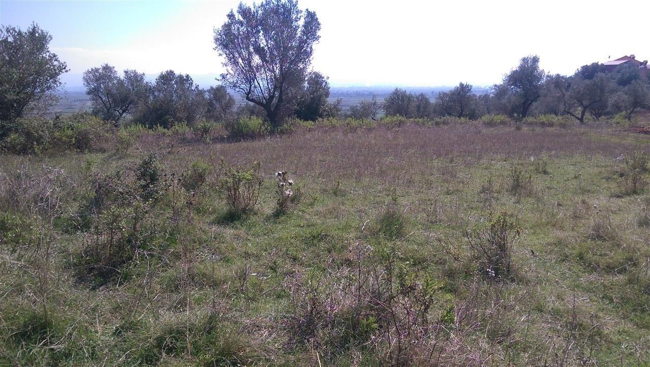 Truaje ullishte me sip te ndryshme