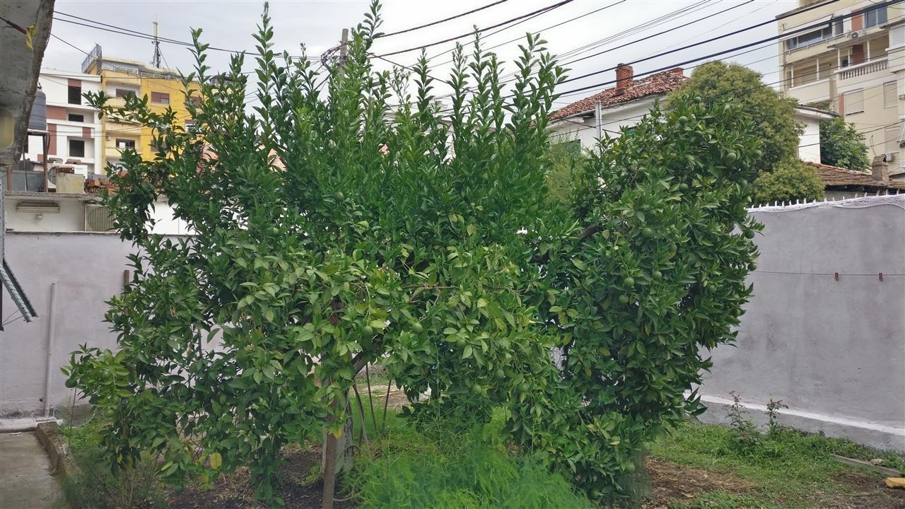 Shtepi me oborr me qera kati pare