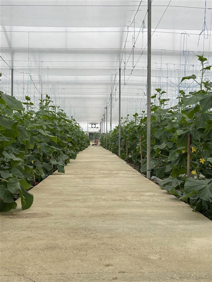 Shitet super Okazjon