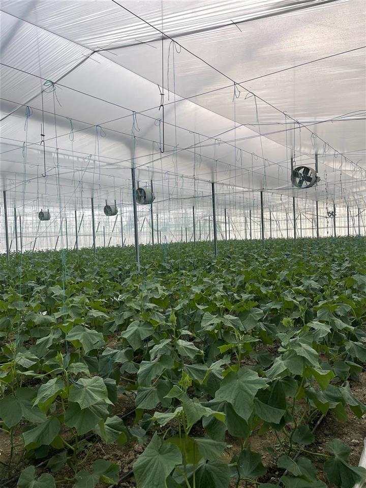 Shitet super Okazjon