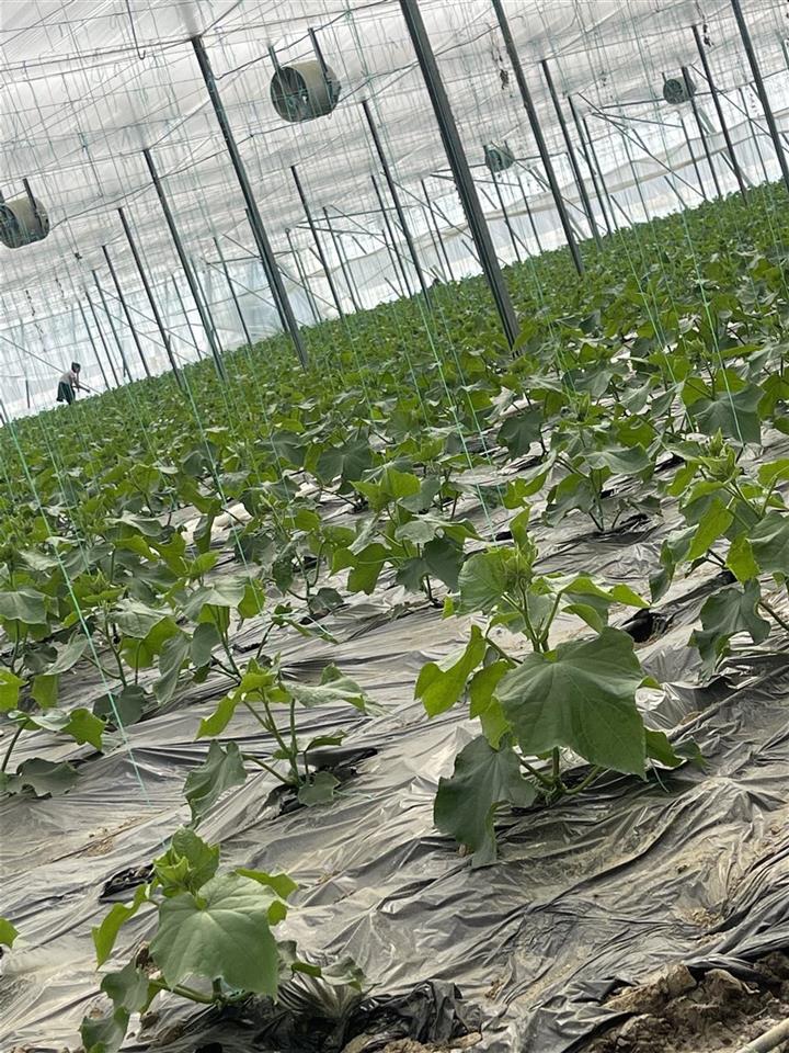 Shitet super Okazjon