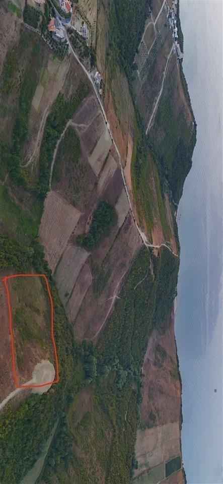 SHITET TOKE KEPI I RODONIT