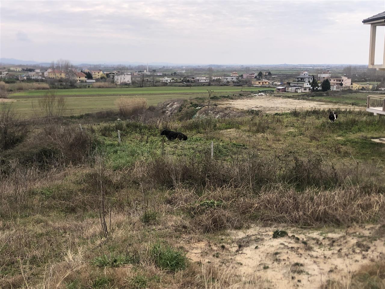 Toke koder gjiri lalzit