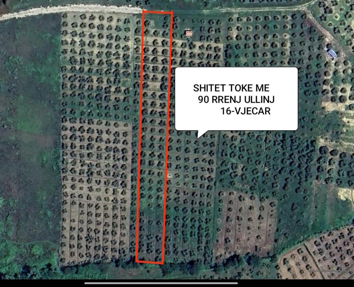 Shitet toka me 90 rrenj ullinj