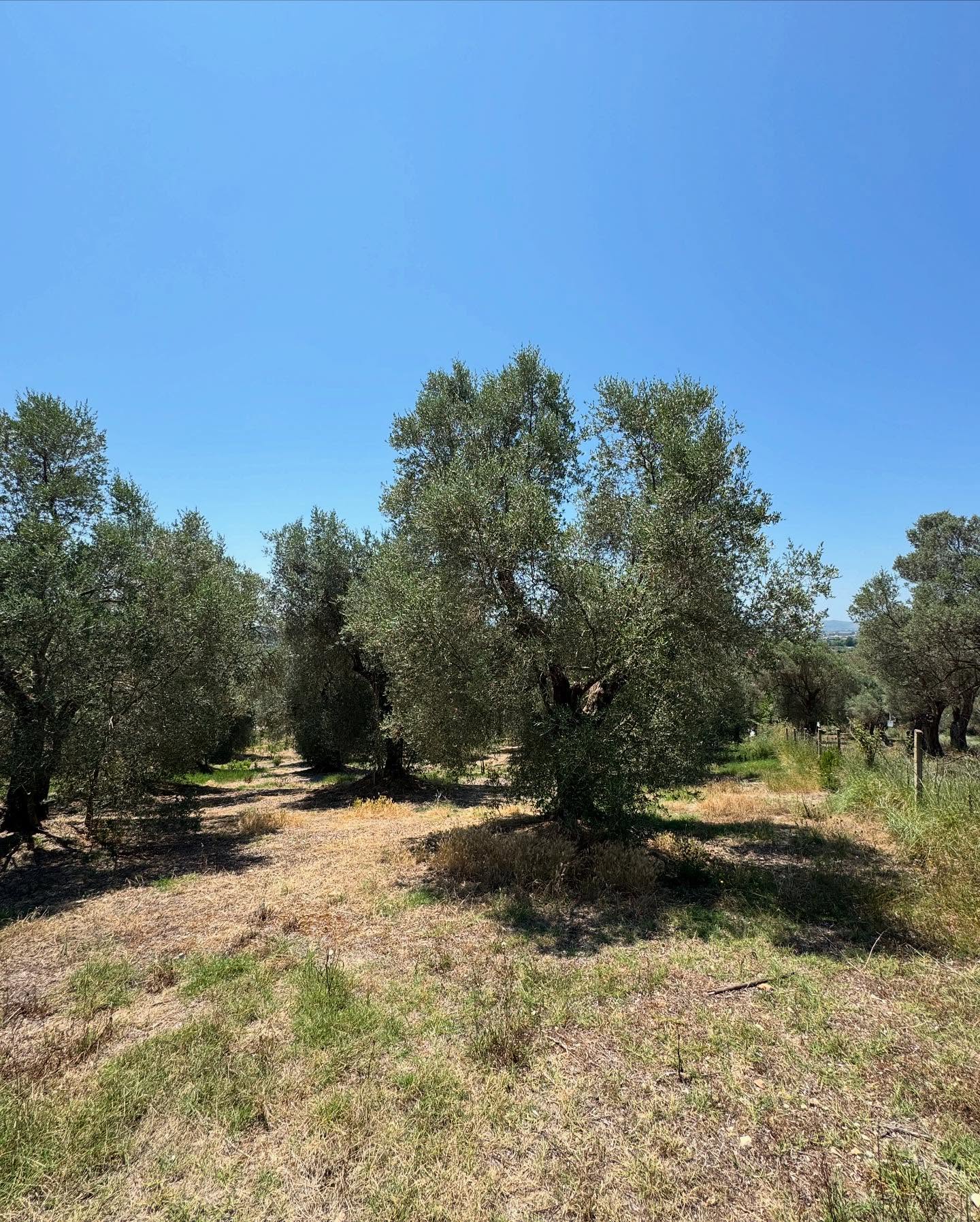 ⚡️Shitet ullishte ne koder Zikxhafaj,Kavaje ⚡️