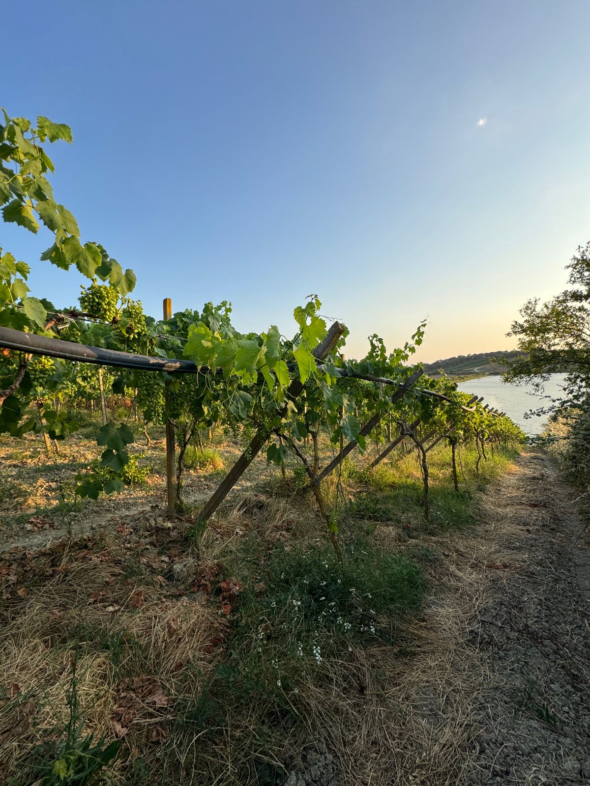 ⚡️ Super vreshte + njolle ndertimi per shitje