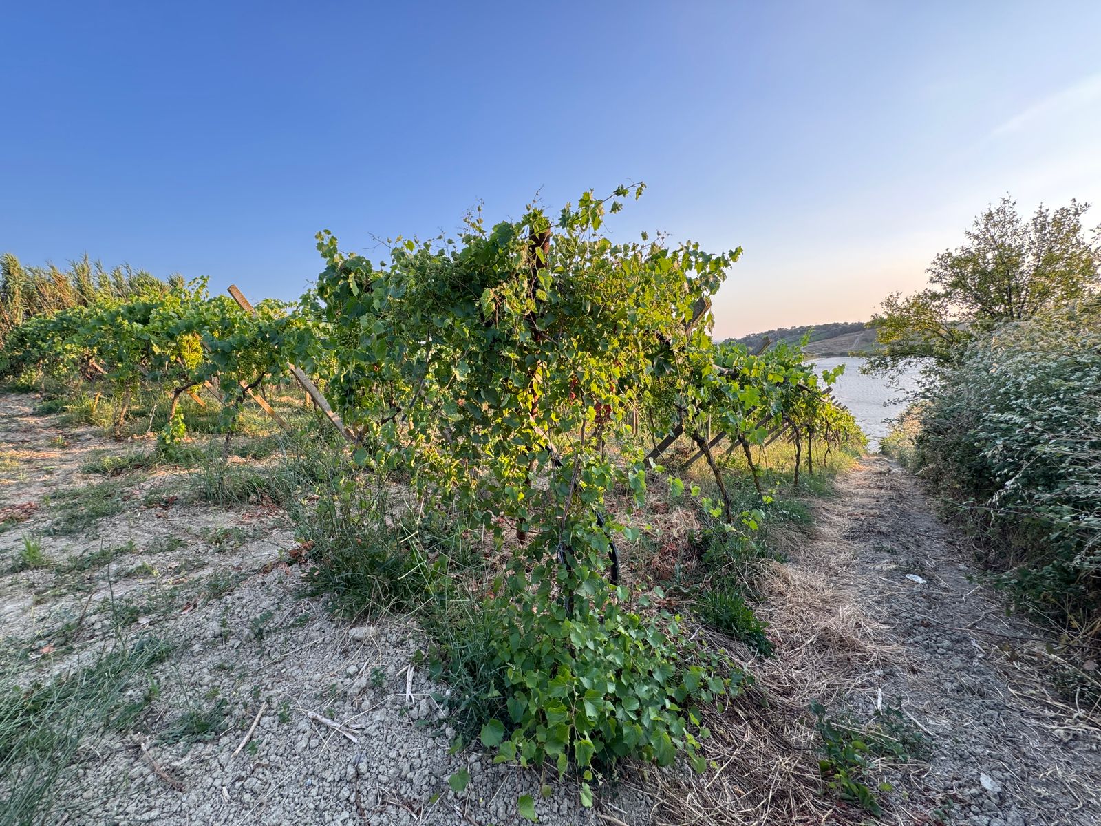 ⚡️ Super vreshte + njolle ndertimi per shitje