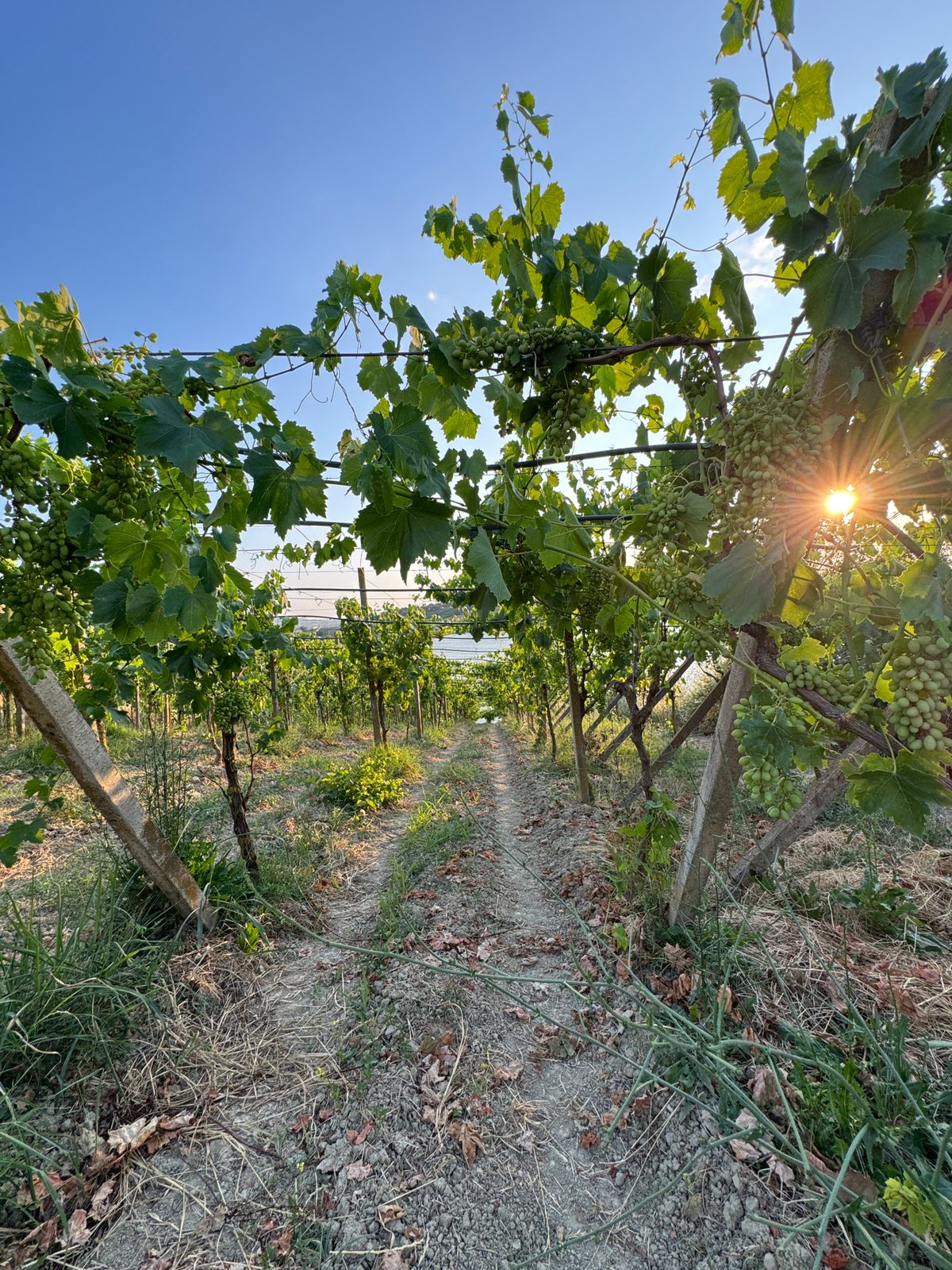 ⚡️ Super vreshte + njolle ndertimi per shitje