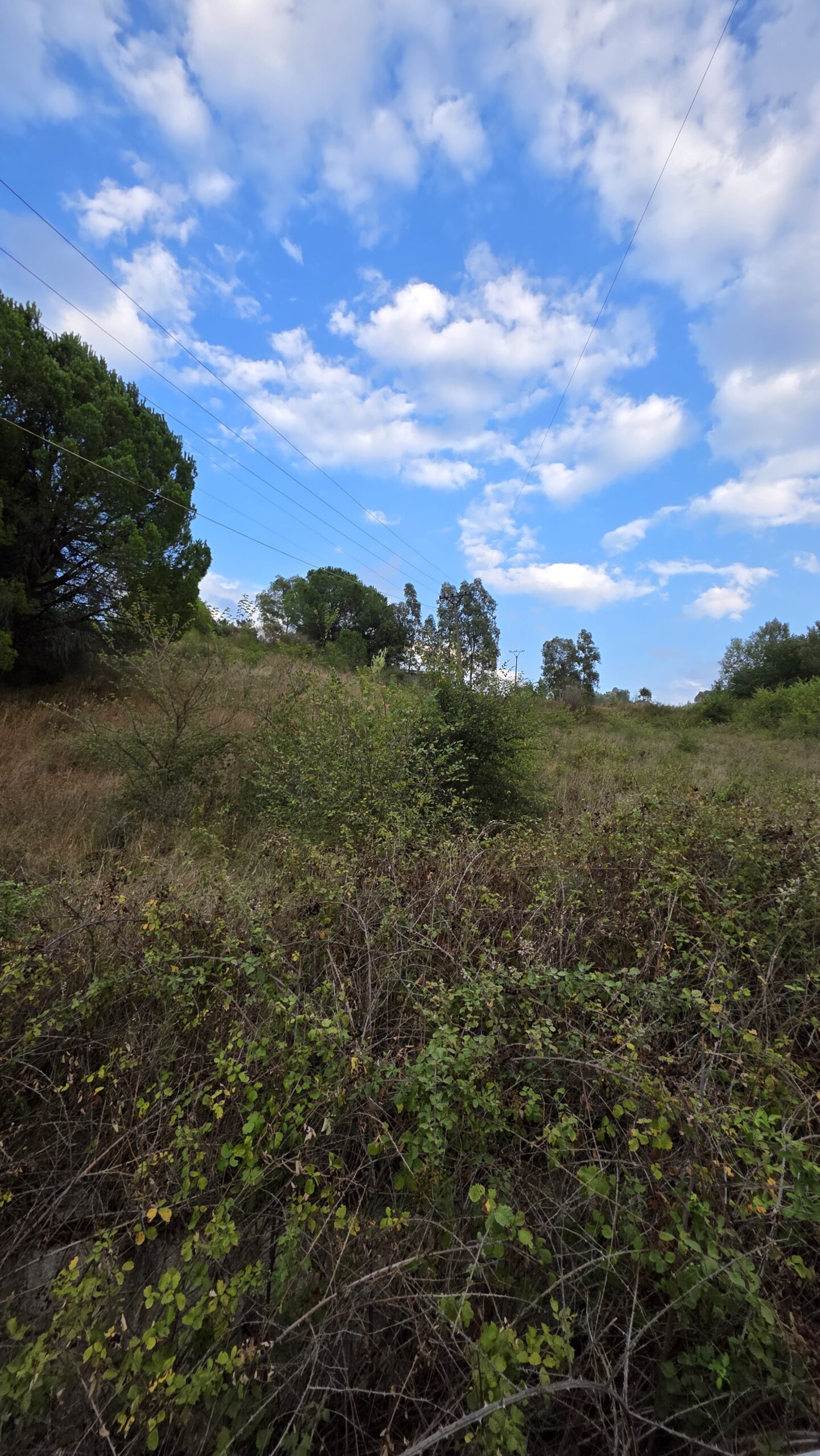 SHITET TOKE NE KASHAR LUSHNJE