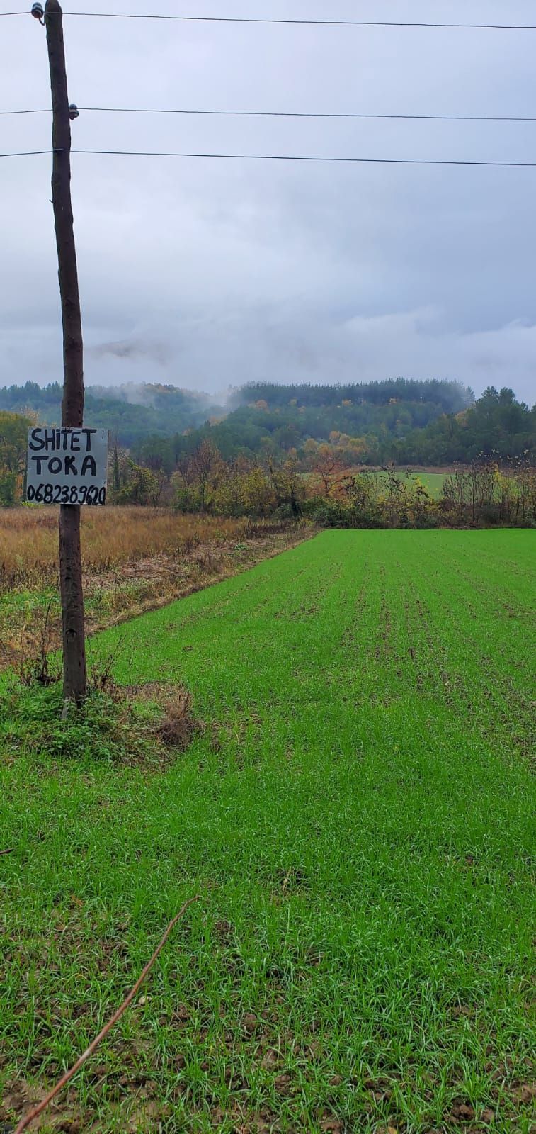 Petrelë shitet toke are